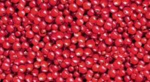 Viele Johannisbeeren