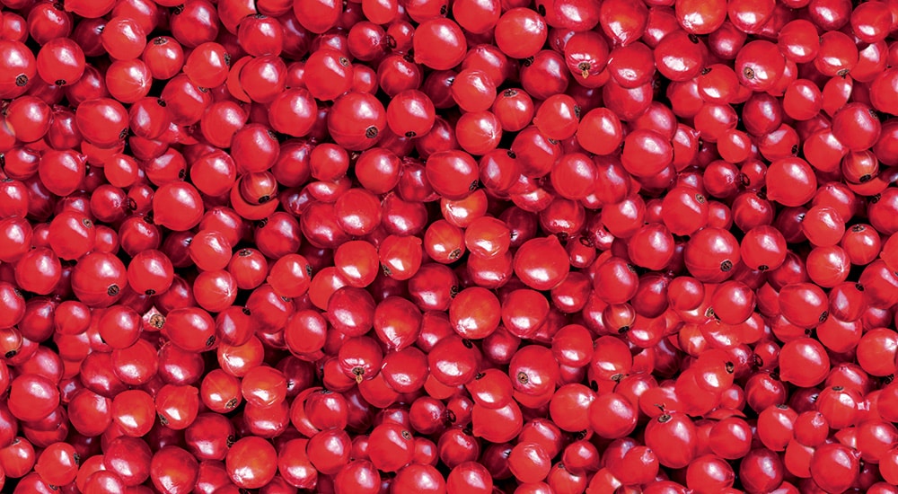 Viele Johannisbeeren